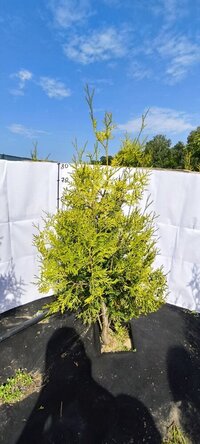 Туя Брабант Голден західна Хвоя жовто-зелена, от 100до 120 см - об'єм ґрунту 4 літри