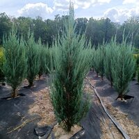 Ялівець скельний &quot;Блю Ерроу&quot; Blue Arrow h - 110-120 см, об'єм ґрунту 4 літри