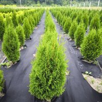 Туя Смарагд західна Пірамідальна крона Хвоя зелена, от 60 до 70 см 100 шт - об'єм ґрунту 4 літри,