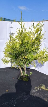 Туя Брабант Голден західна Хвоя жовто-зелена, от 80 до 90 см - об'єм ґрунту 4 літри